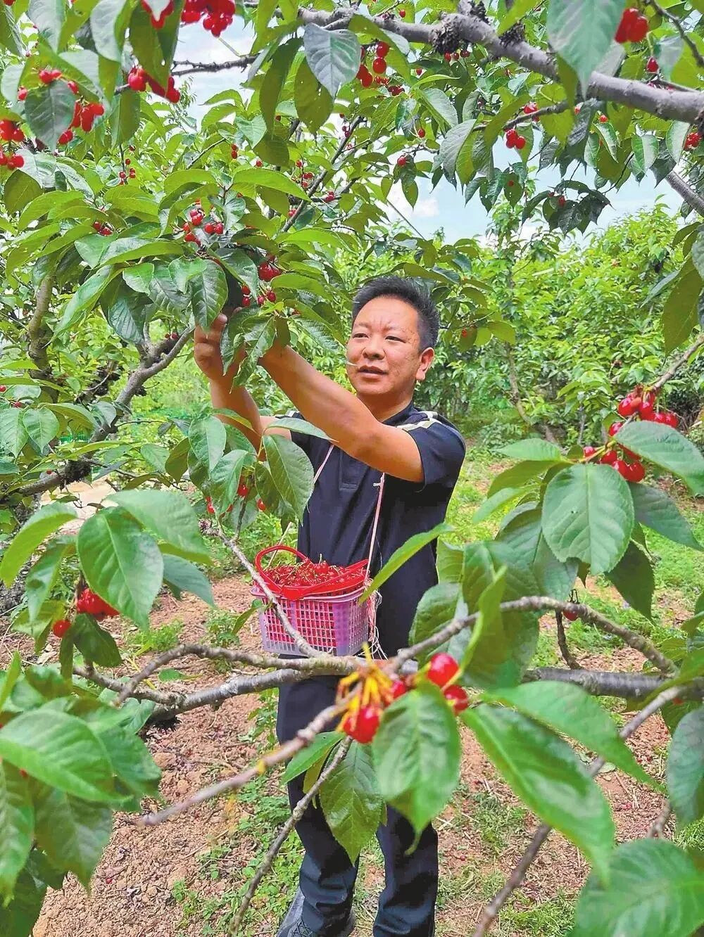 圖片
